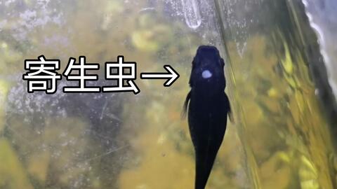 小鱼感染海水寄生虫 赶快用淡水泡一下 哔哩哔哩