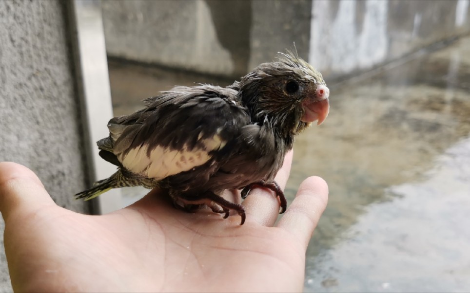 剛入手一隻玄鳳鸚鵡,小鳥十分飢餓,見人就吱吱喳喳張嘴要吃的