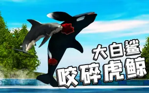 Download Video: 为了逃出水族馆，大白鲨把虎鲸咬碎了