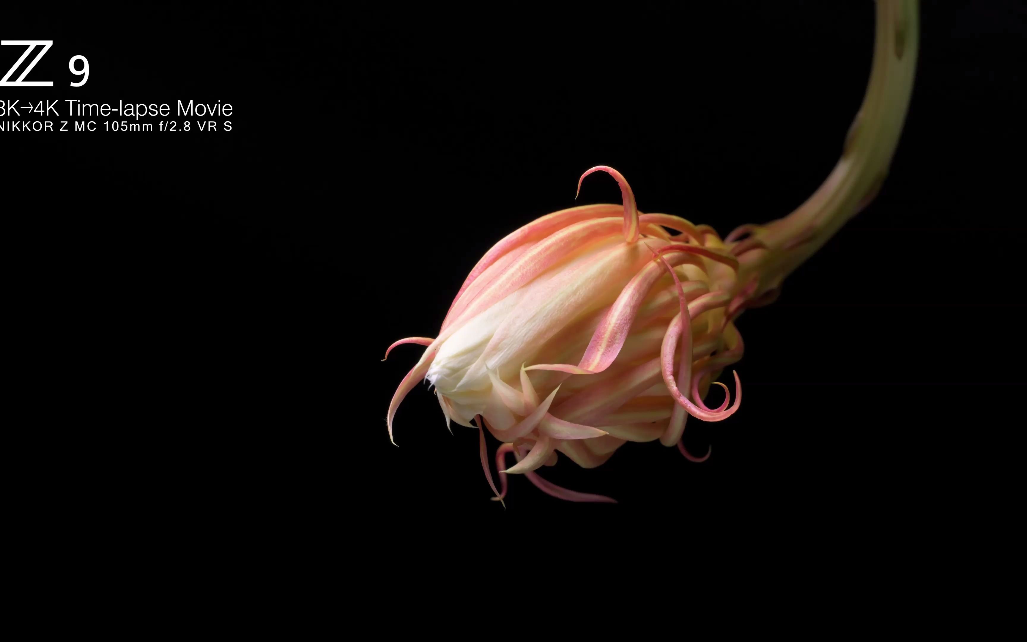 z9「月下美人」8k→4kタイムラフ92スムーヒ91ー│ニコン