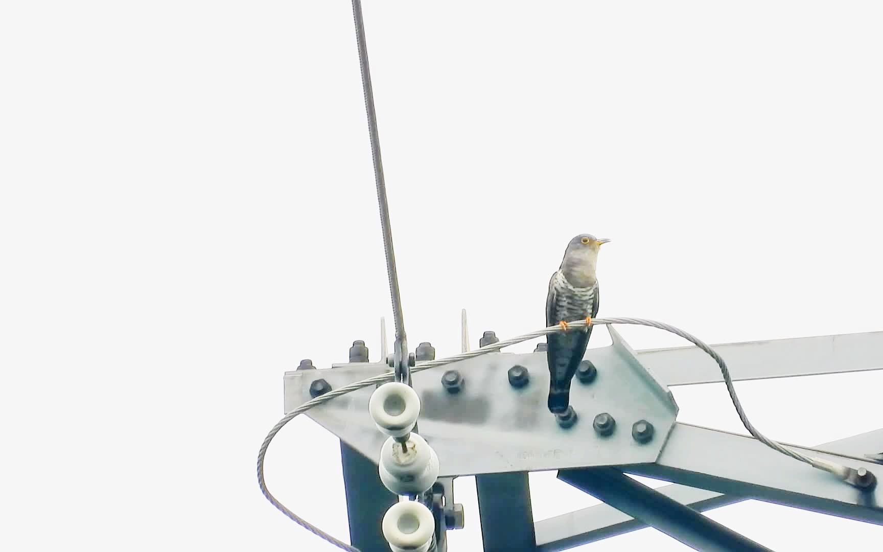 四声杜鹃布谷鸟,连续大叫四十声光棍好苦,快快布谷,豌豆包谷