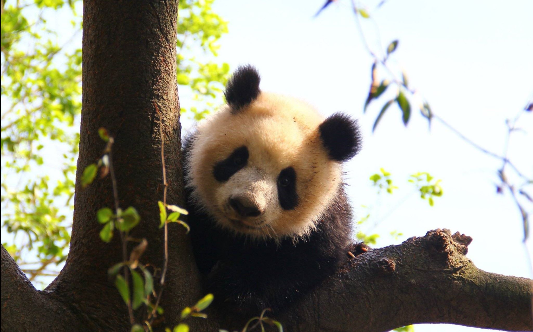 大熊猫雅竹# 哇 猪猪的手感一定超好的!