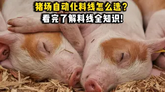 Video herunterladen: 猪场自动化料线怎么选？看完了解料线全知识！