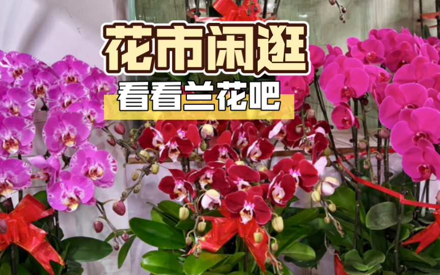 [图]闲逛花卉市场，蝴蝶兰和文心兰的季节