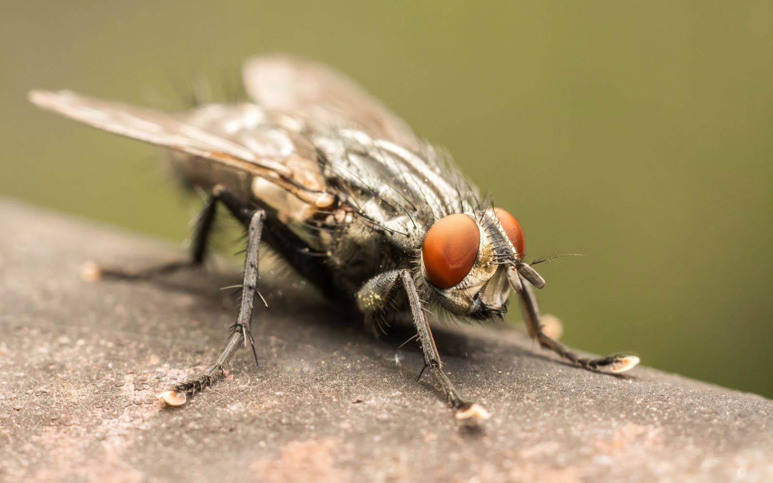 【狂魔】如何在3分钟之内赶走房间里的苍蝇
