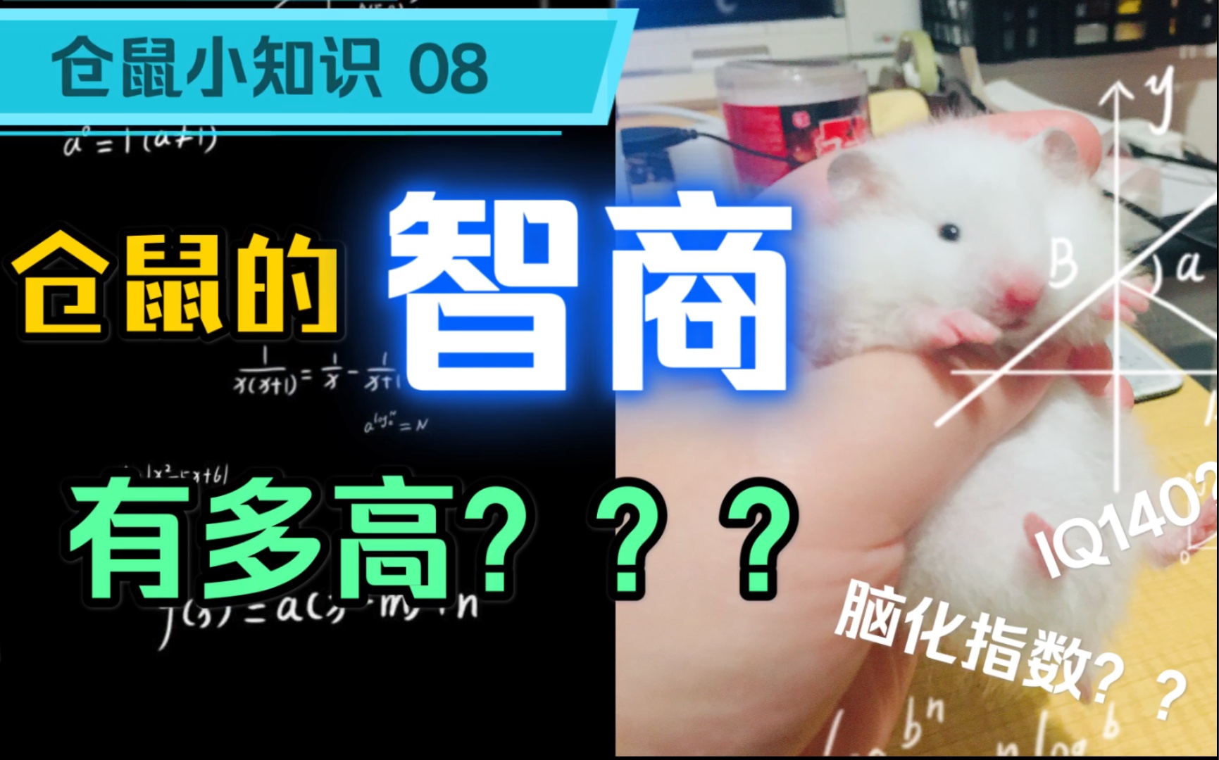 [仓鼠小知识08]仓鼠的智商有多高???哔哩哔哩bilibili