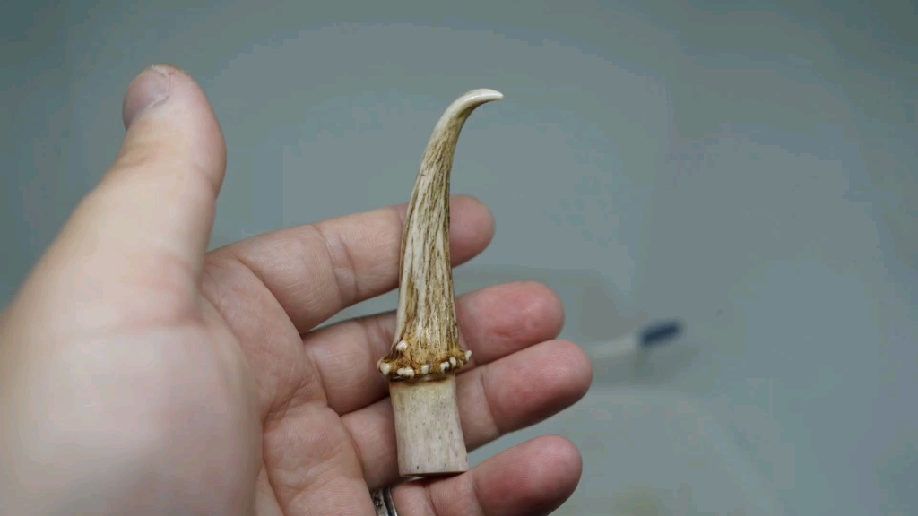 【黄猄角】锈墨彩出(日常)瓷度盘的特别漂亮的麂角