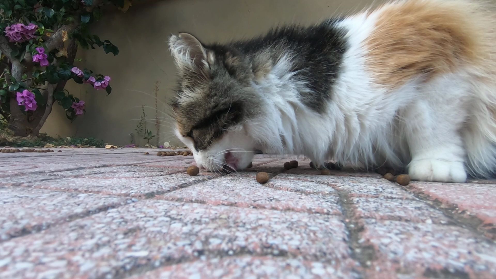 住在岛上的花布猫很可爱,但有点嫉妒