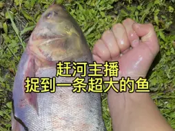 Download Video: 咸鱼赶河摸鱼逮虾 今天小龙虾挺大的 还捉到一条大鱼