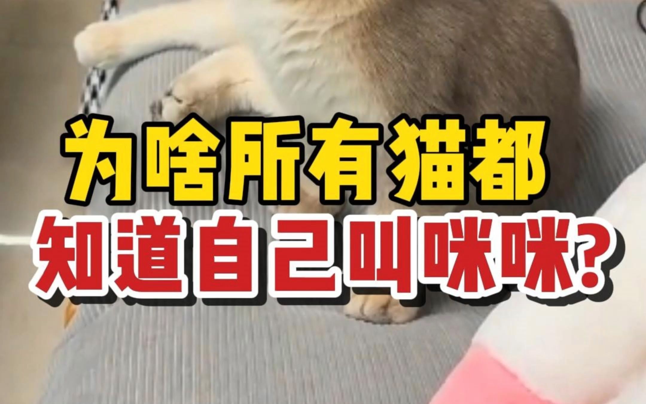 为啥一叫“咪咪”,猫咪就知道你再叫它?哔哩哔哩bilibili