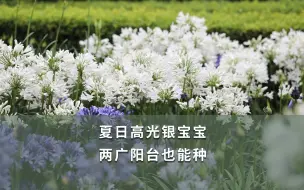 Download Video: 【海妈植物推荐】夏日高光银宝宝 两广阳台也能种