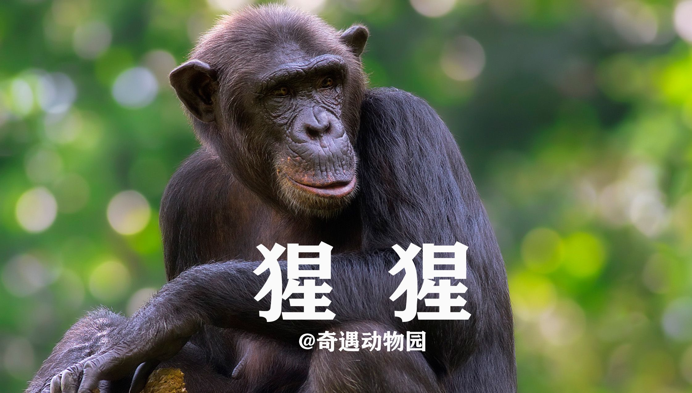 猩猩们的有趣生活