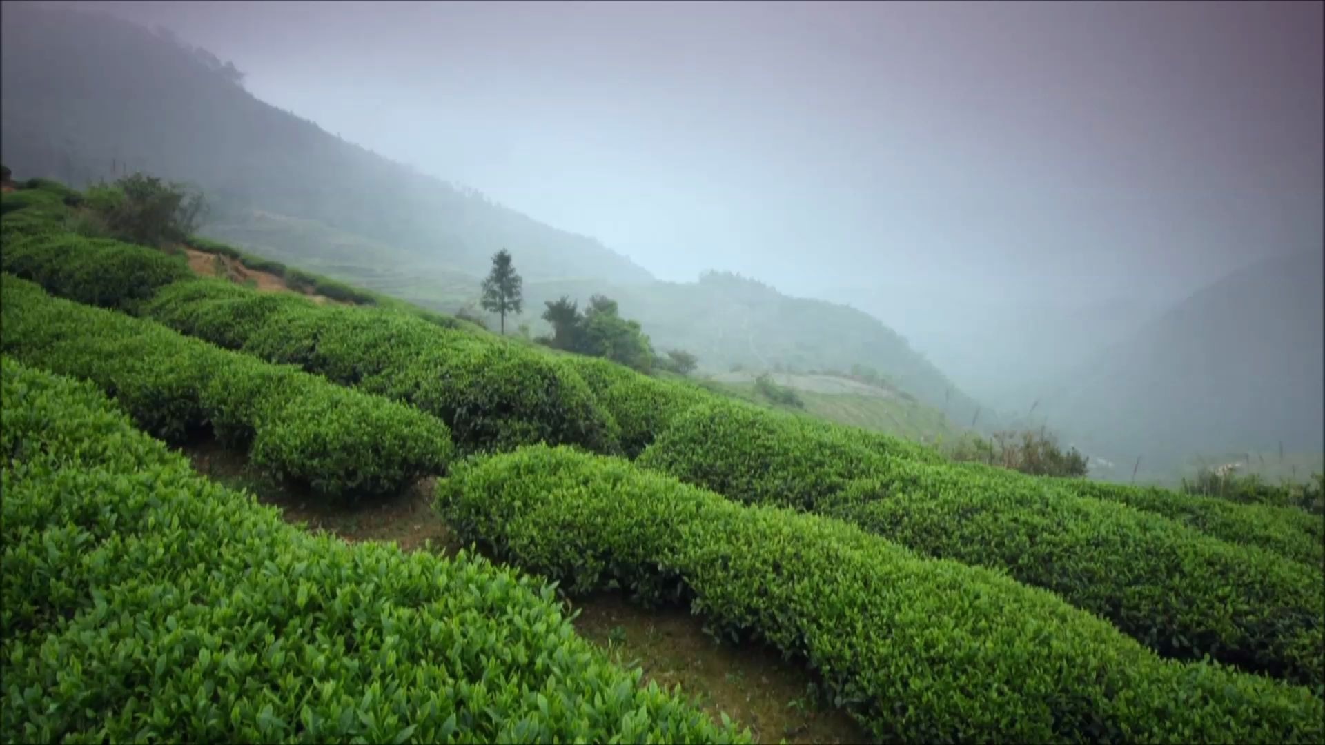 [图]造音师「茶园 ~The Tea Garden~」重奏版reprise 2020于6月4日正式发表