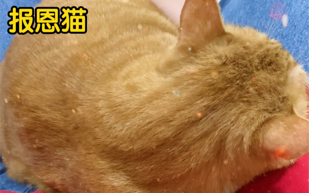 [图]真…报恩猫！