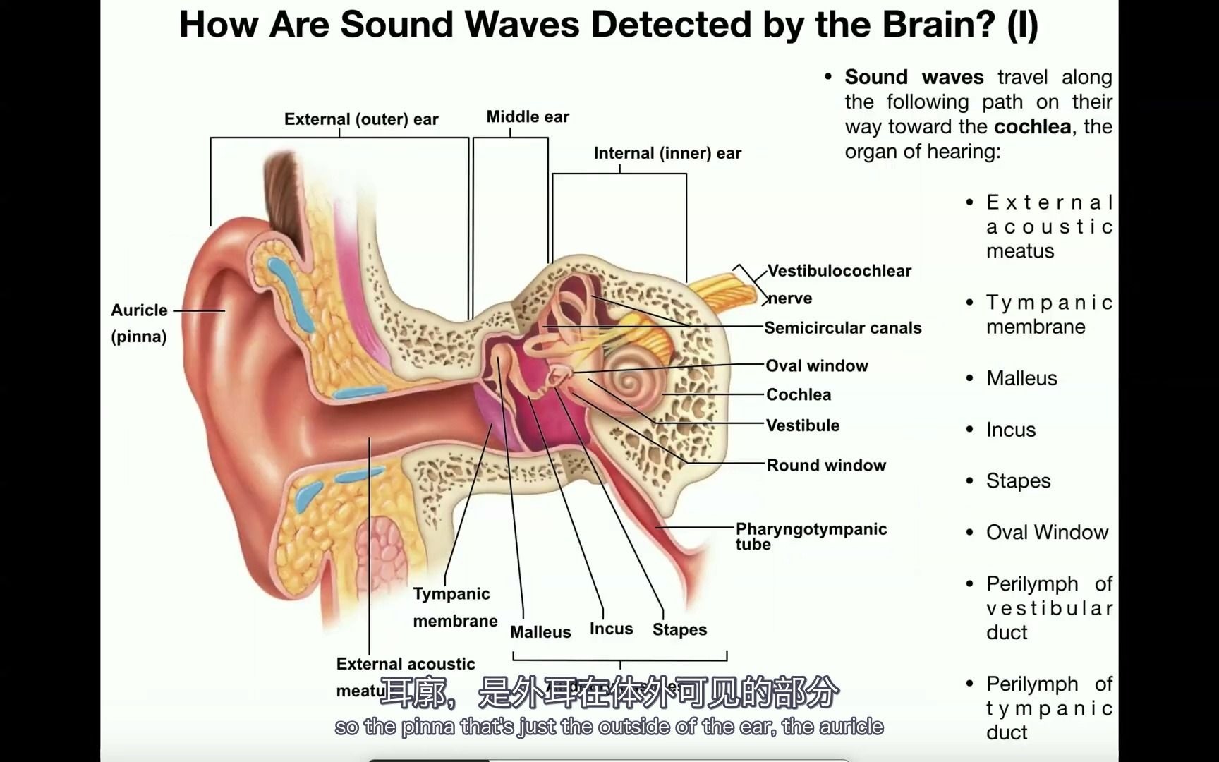 [图]生理学之听觉传导通路|（上）声波如何传至卵圆窗|油管搬运|双语字幕