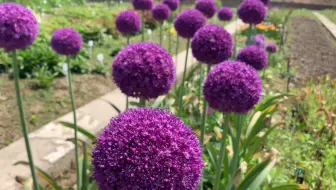 这种 洋葱 开花是蓝紫色的大花球 像大号棒棒糖一样 哔哩哔哩 Bilibili