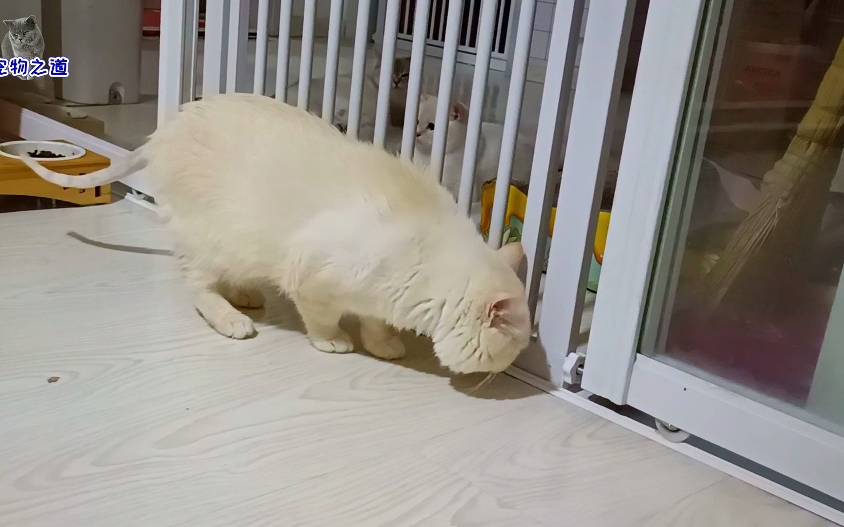 活动作品主人给帅公猫剃光尾巴二哈猫看不顺眼追着帅猫尾巴又咬又打