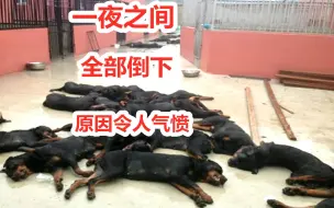 Download Video: 百余只罗威纳犬全部倒下，犬舍老板以为得罪人了，查明原因令人气愤