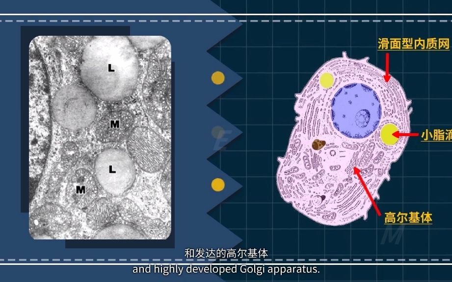 组织学与胚胎学上皮组织腺上皮双语哔哩哔哩bilibili