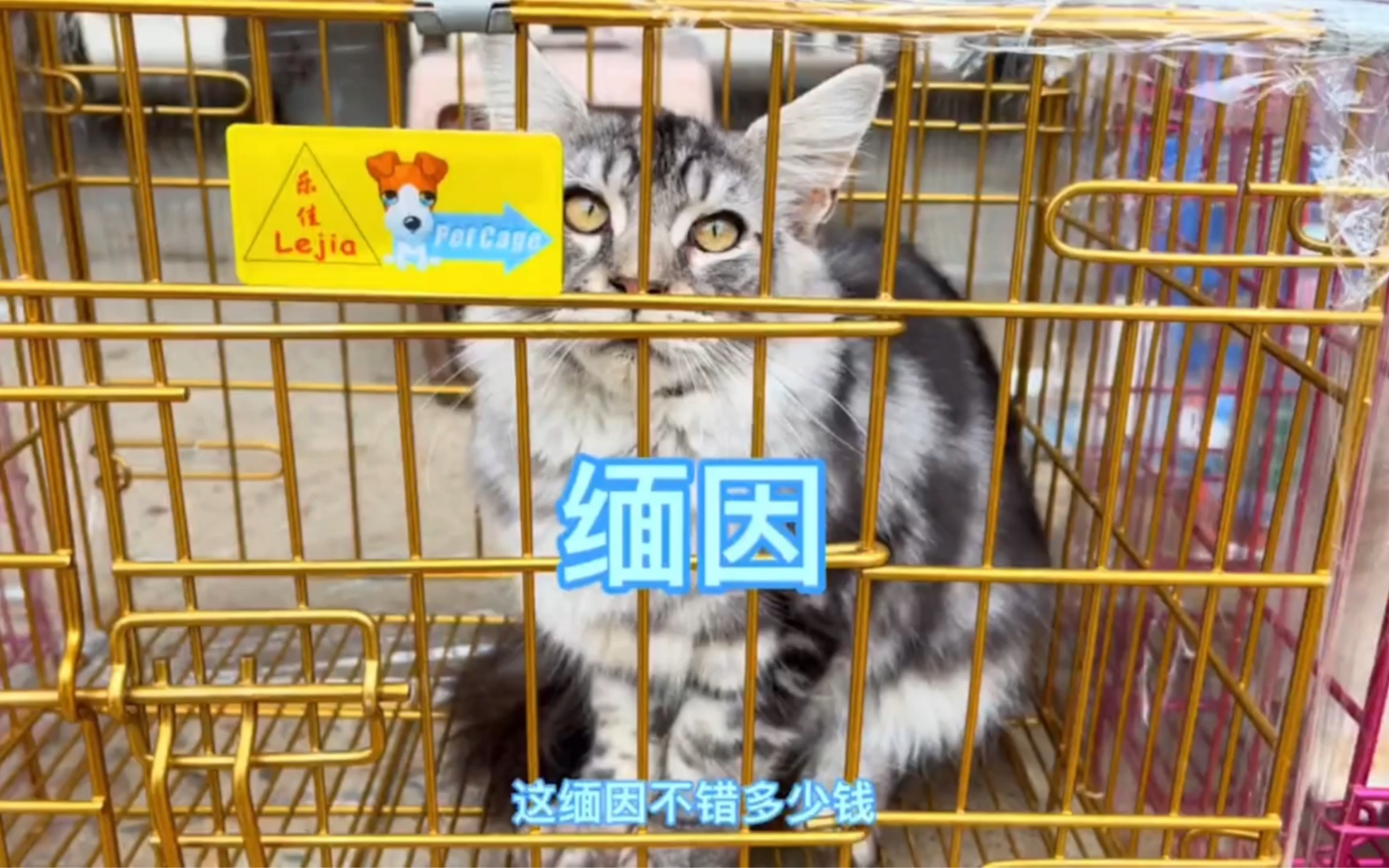 宠物市场一只缅因大公猫要价6000,这价格感觉还可以吗?哔哩哔哩bilibili