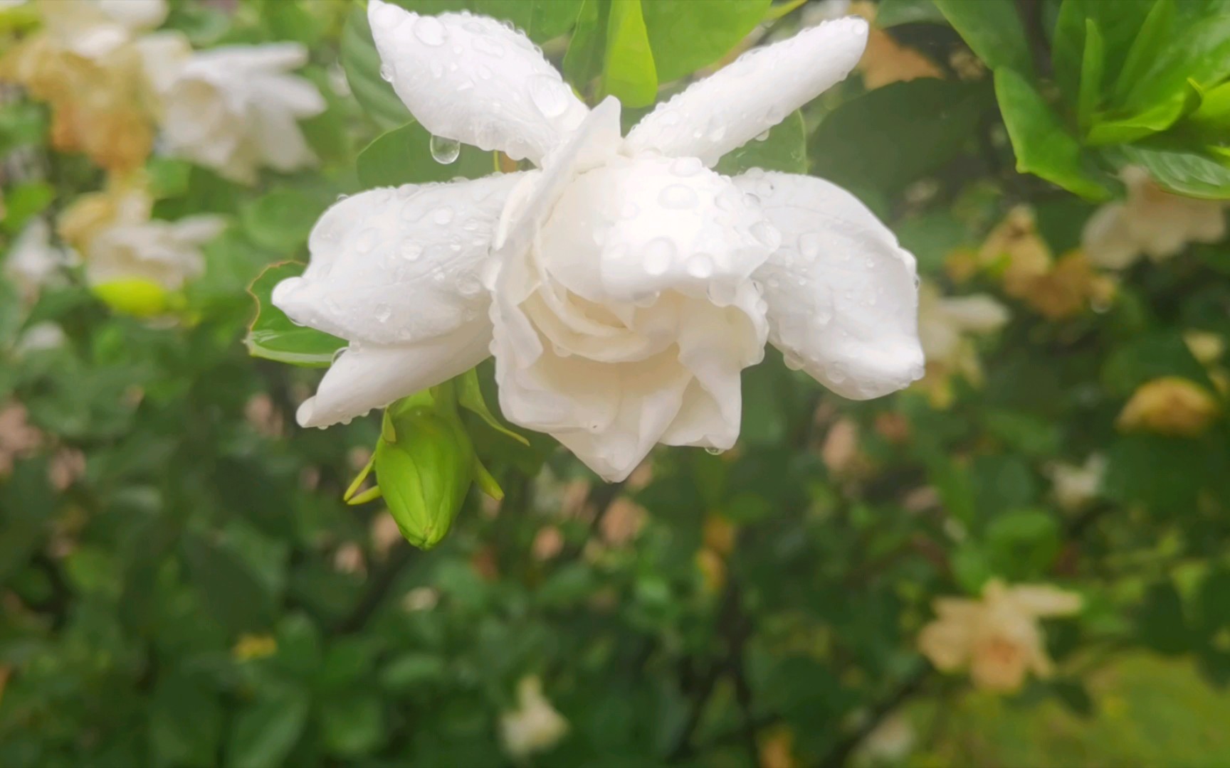在雨中盛开的栀子花