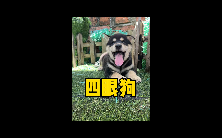 中华田园犬之四眼铁包金犬中华田园犬里的一个毛色系田园犬哔哩哔哩bilibili