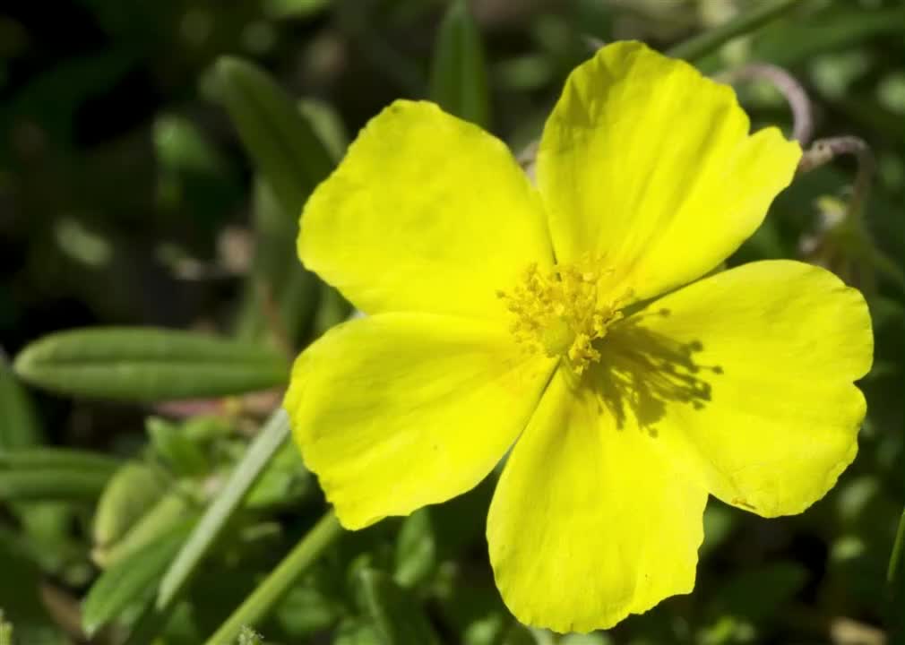 [图]【39种花精频率系列】26. 岩玫瑰 (Rock Rose) - 深沉的惊慌感