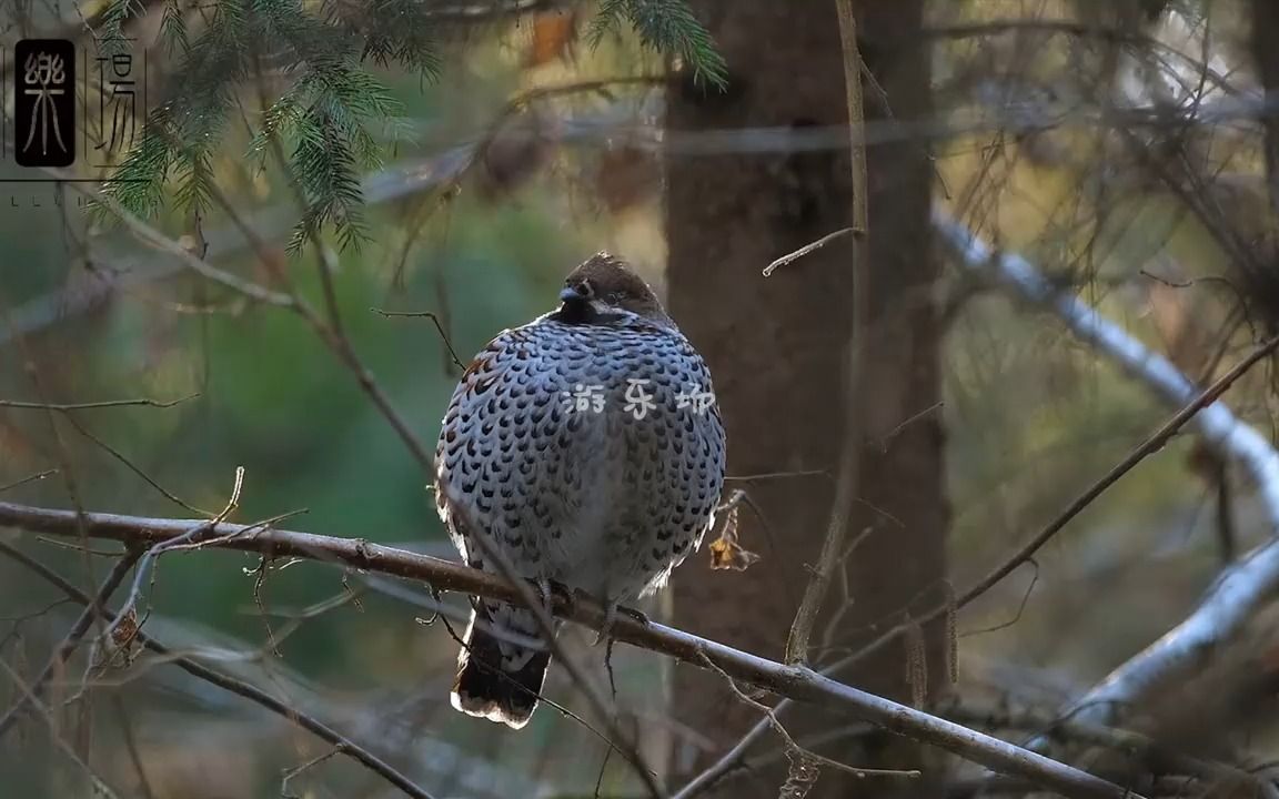 黑龙江出现飞龙鸟,乾隆钦点的"龙肉",它的出现预示着什么