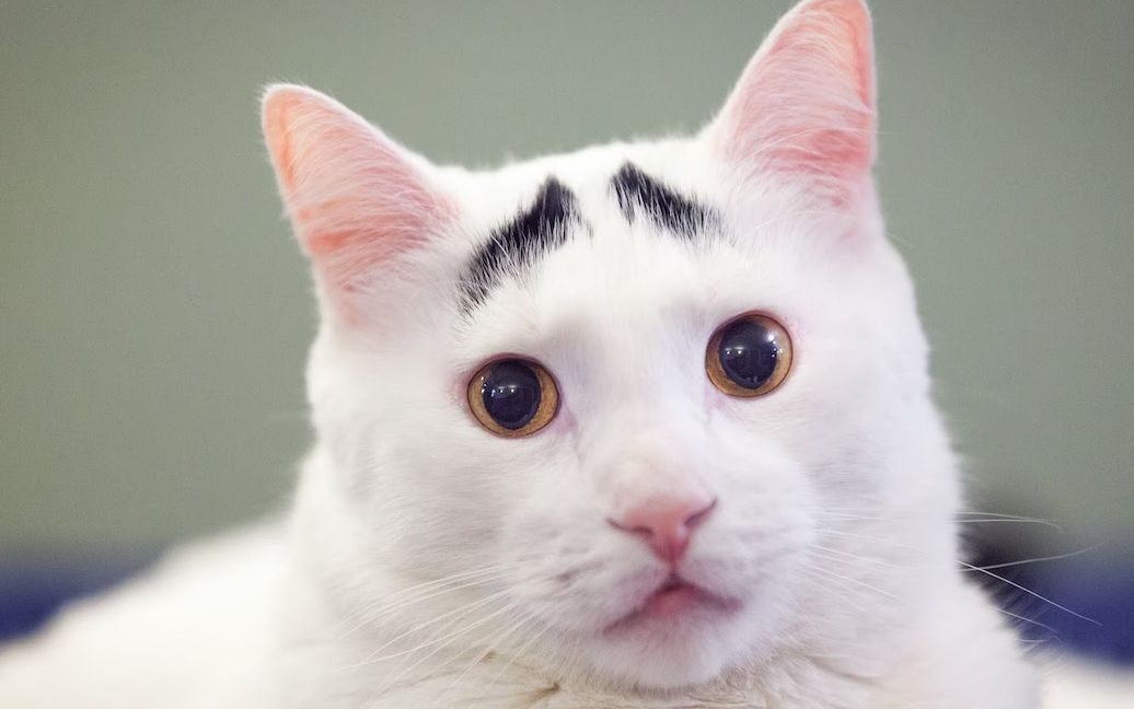 这些小毛头会让你开心一整天