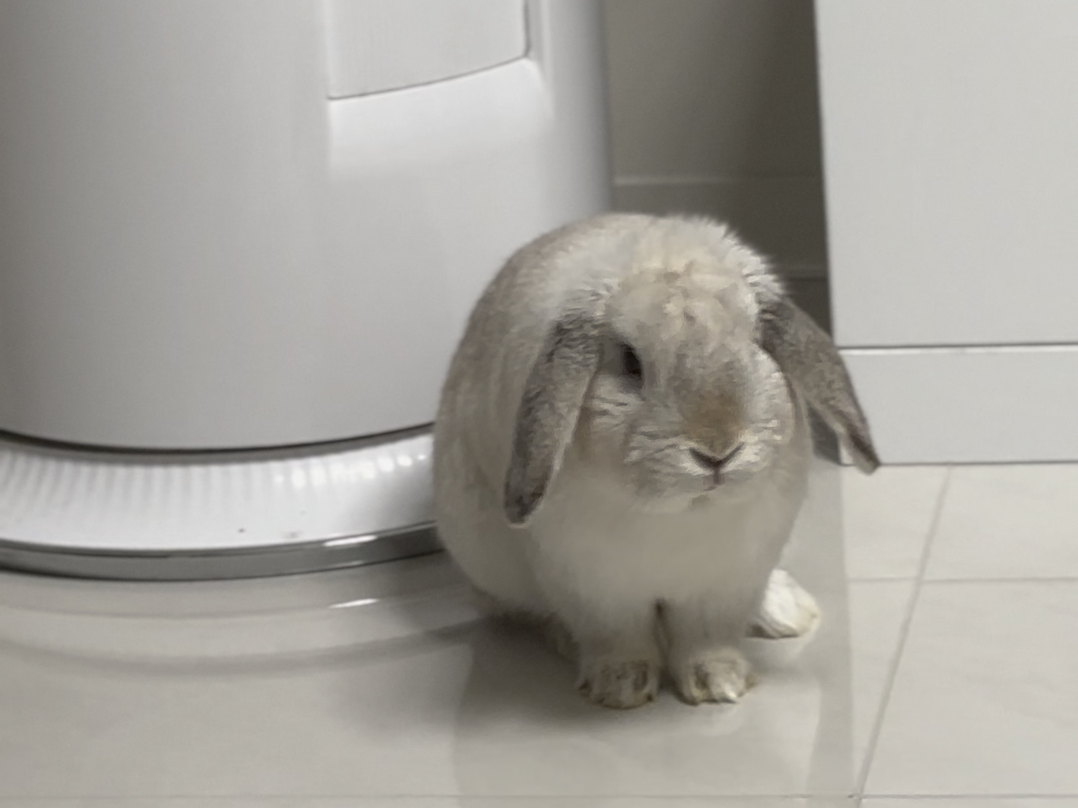 好怂得一只大肥兔!