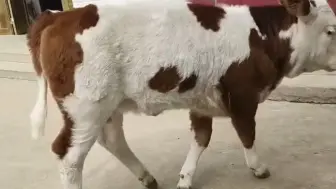 聪明牛牛不怕困难