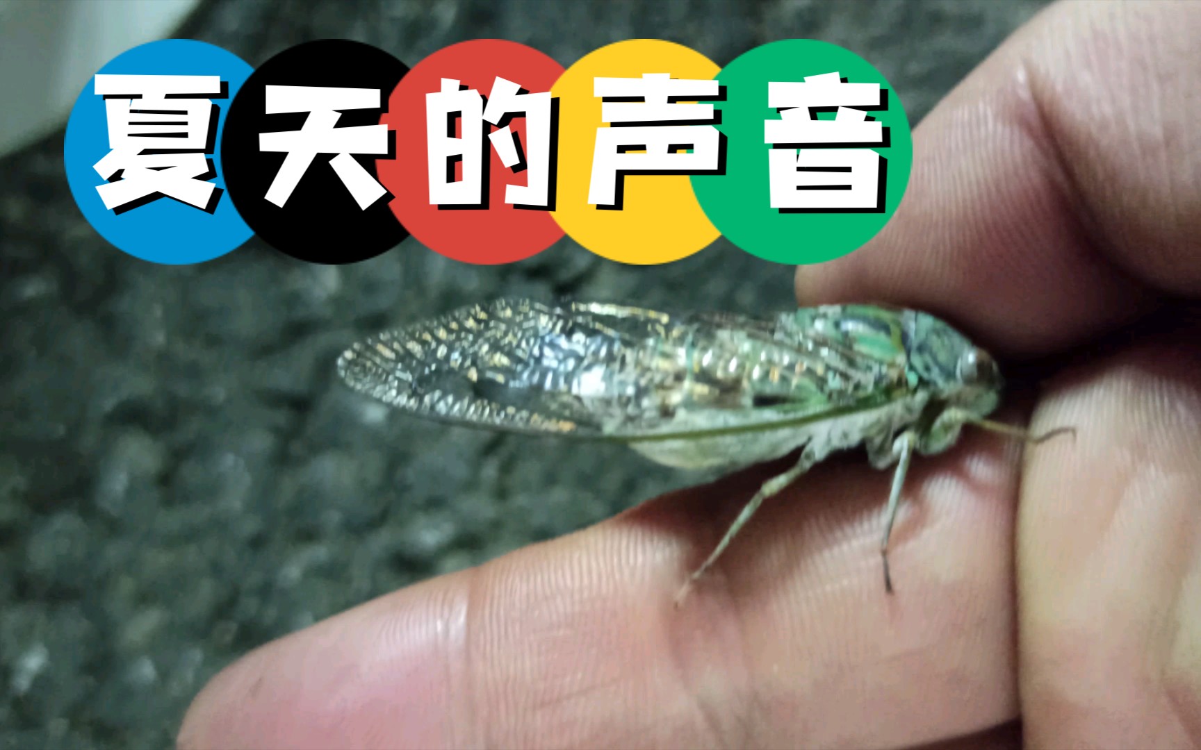 活动  【蝉鸣】夏天的声音