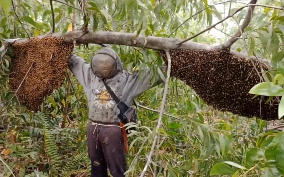 [图]户外寻蜂人在一棵倒下的小树上发现了两窝大排蜂