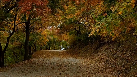 [图]真美的香山红叶不在香山公园