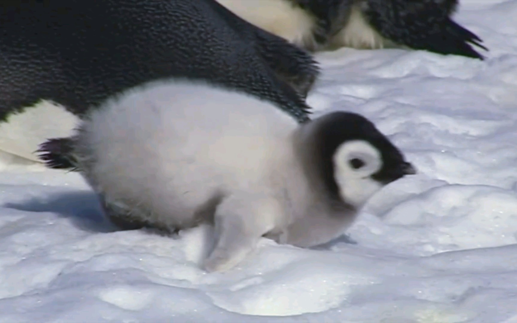小企鹅在冰上趴趴走走,忙的不亦乐乎