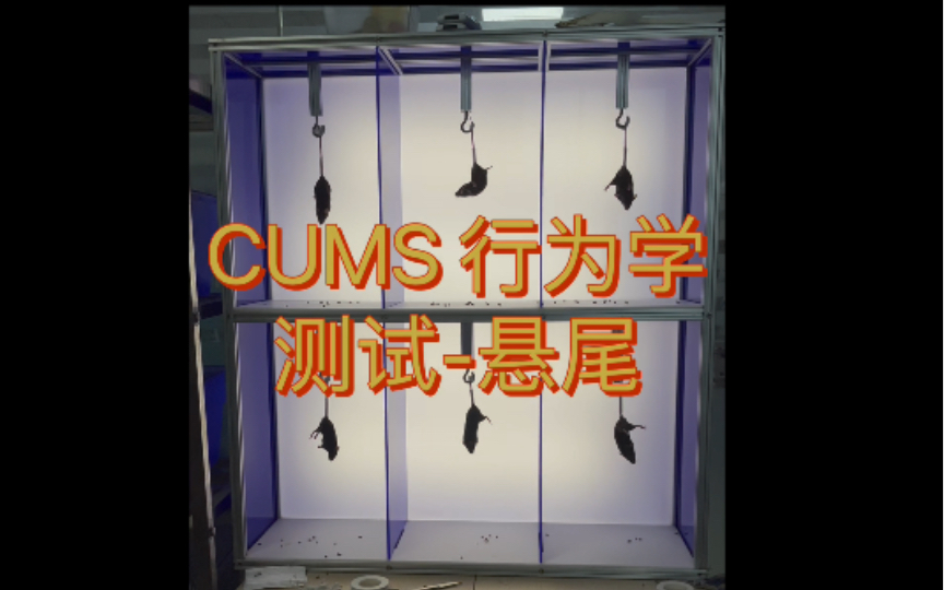 CUMS 行为学测试悬尾哔哩哔哩bilibili