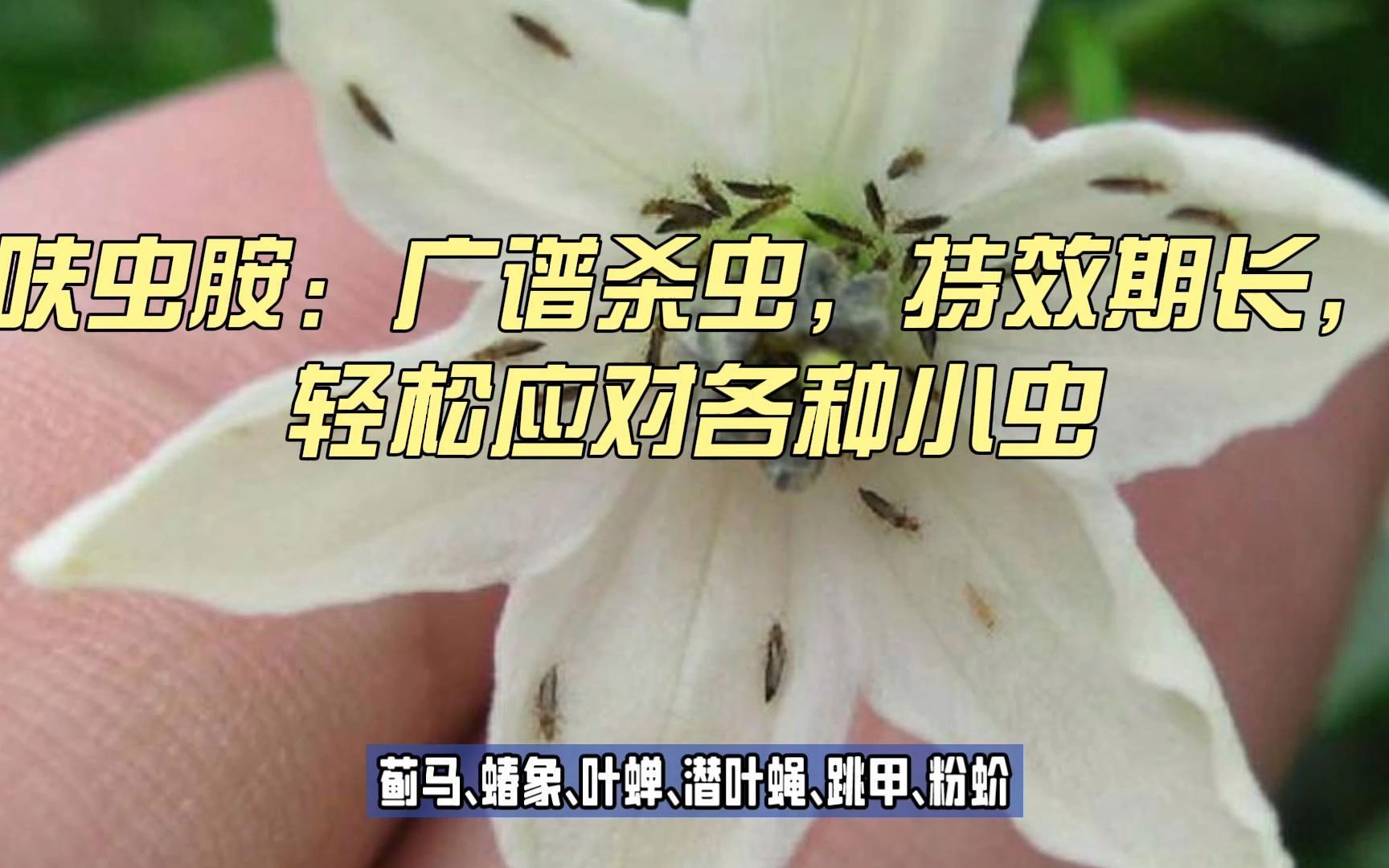 呋虫胺:广谱杀虫,持效期长,轻松应对各种小虫哔哩哔哩bilibili