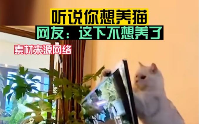 听说你想养猫了哔哩哔哩bilibili