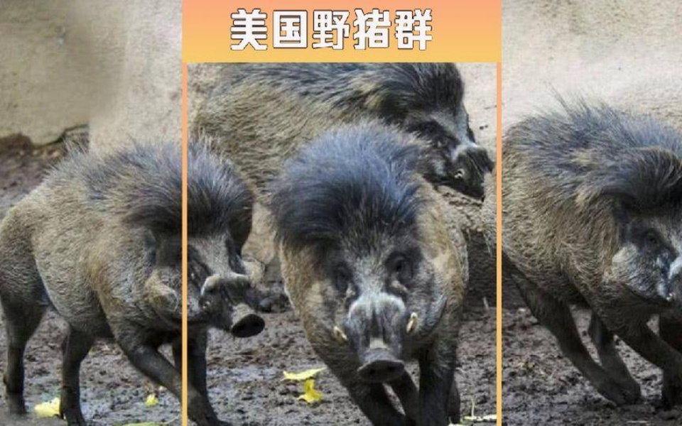 美国超级野猪到底有多恐怖?绝对颠覆你的认知!野猪野猪泛滥哔哩哔哩bilibili