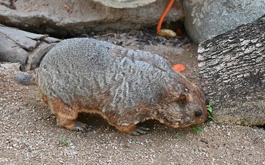 见过这么胖的土拨鼠吗?