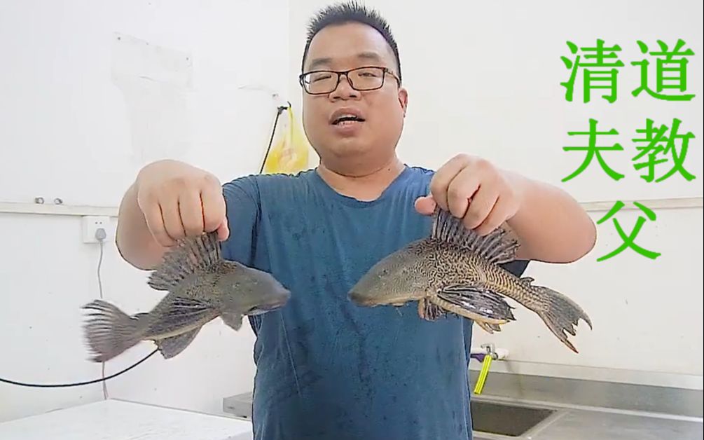 活动作品全网第一鬼畜之清道夫教父肥仔