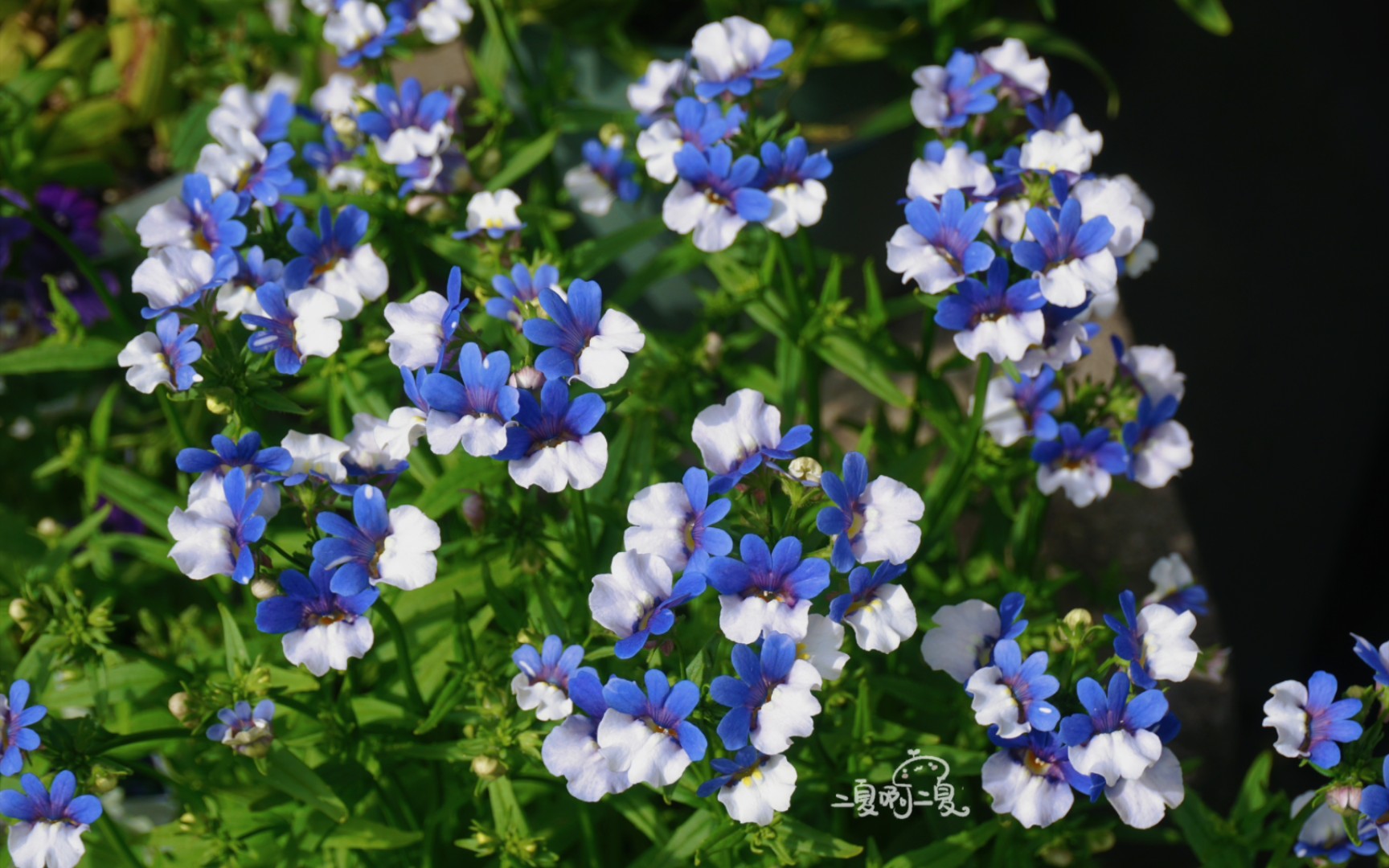 龙面花顶流-蓝白航空龙面花,开花啦!