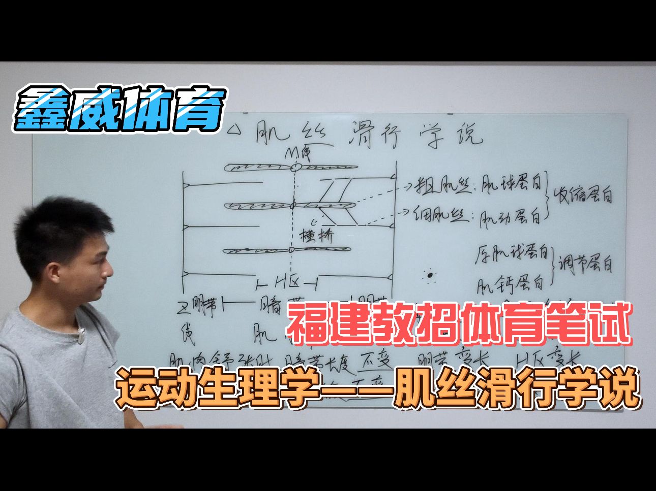 [图]福建教招体育笔试——运动生理学——肌丝滑行学说