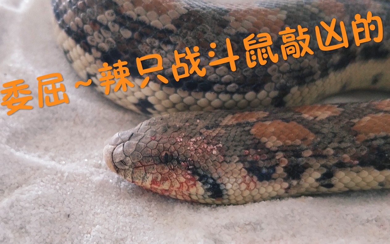 沙蚺竟被老鼠反杀满脸是血