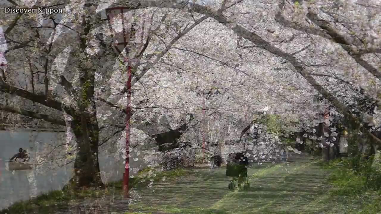 [图]史上最美樱吹雪，桜吹雪の弘前公園 青森観光