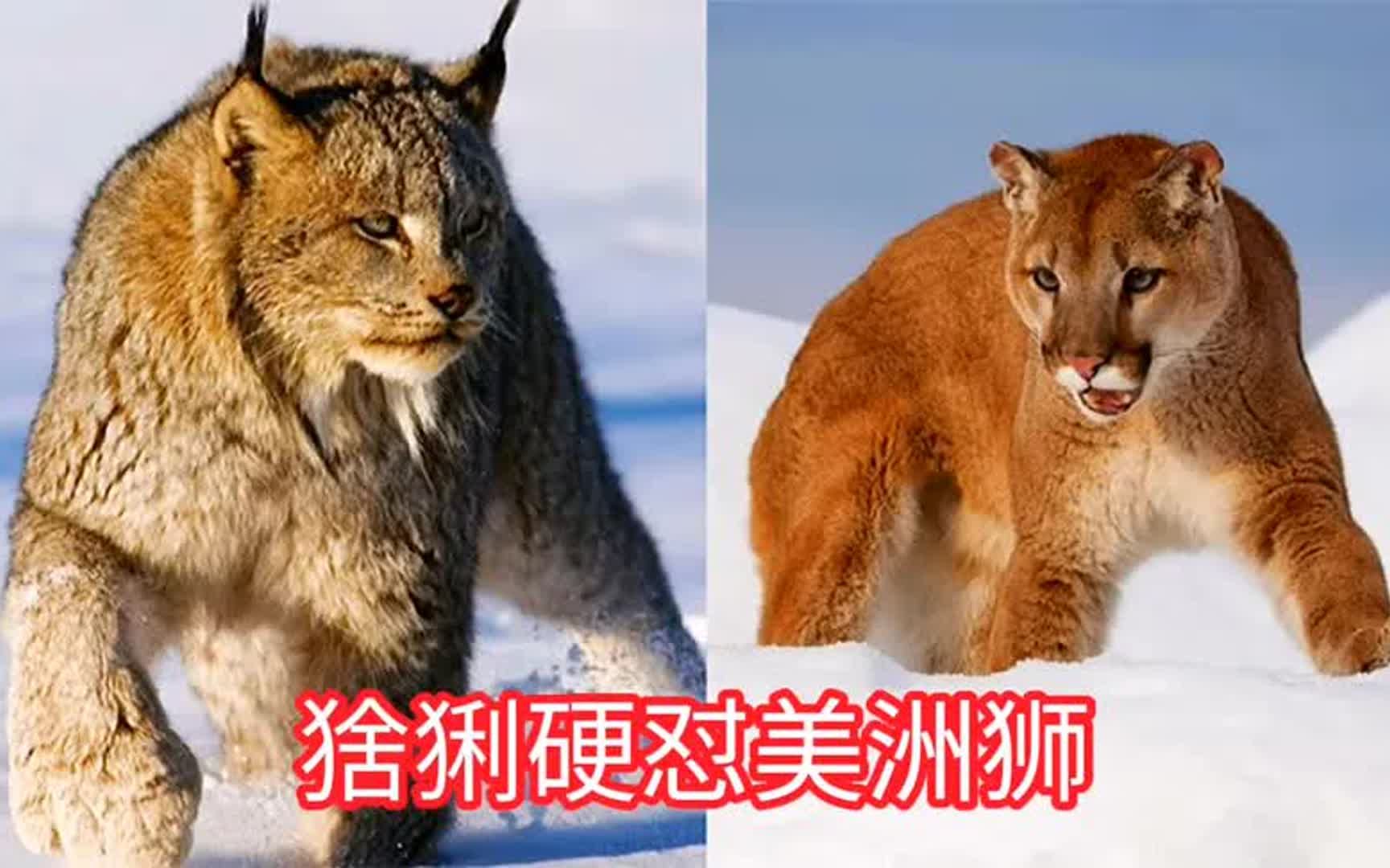 美洲狮抢夺猞猁,居然给猞猁揍一顿,真是大跌眼镜