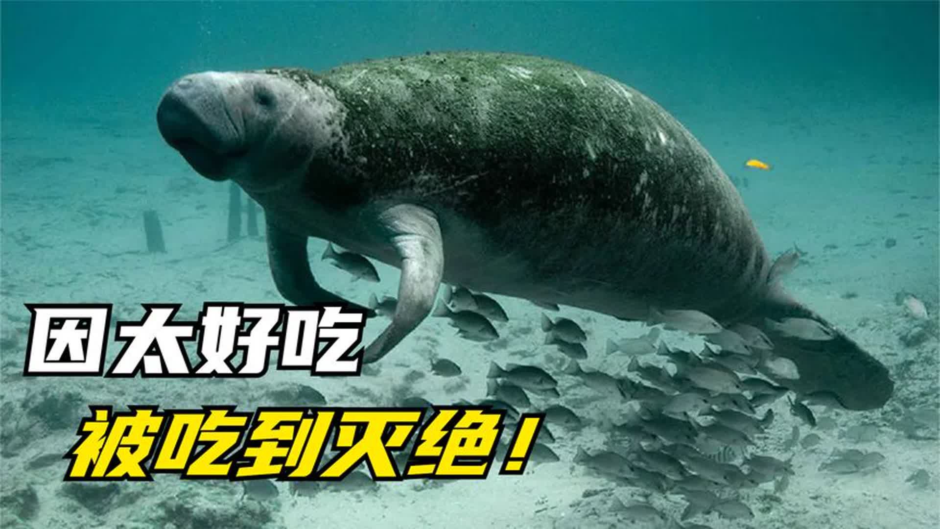 海洋巨兽图片