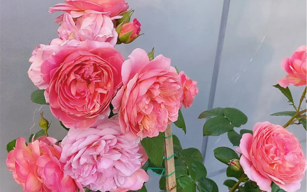 适合广东的月季品种推荐no1香织装饰