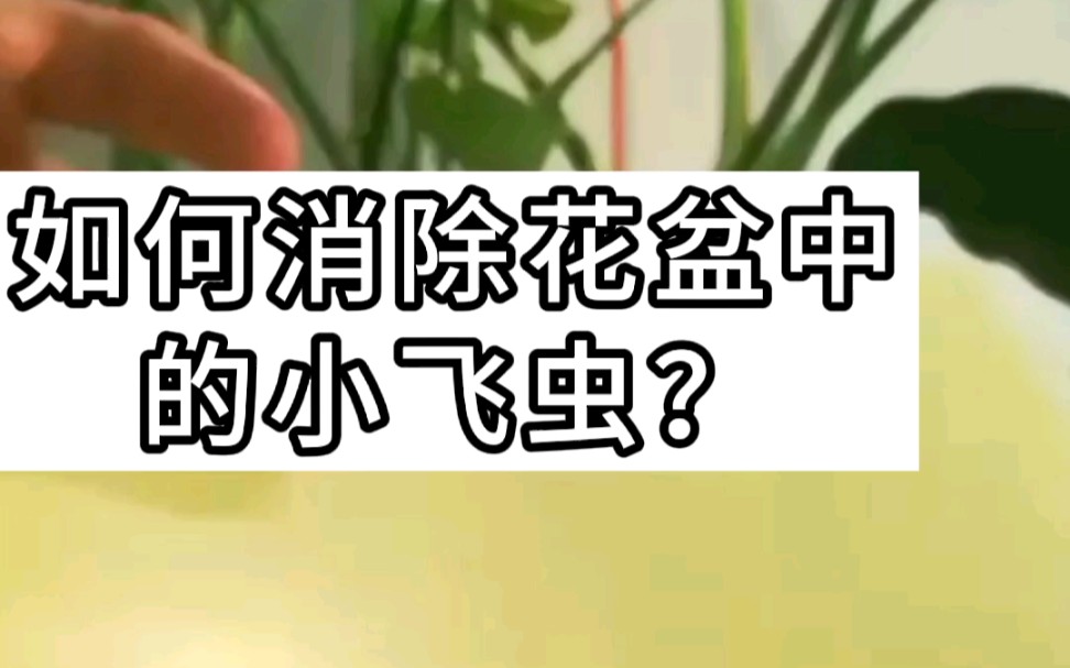 如何消除花盆中的小飞虫?哔哩哔哩bilibili