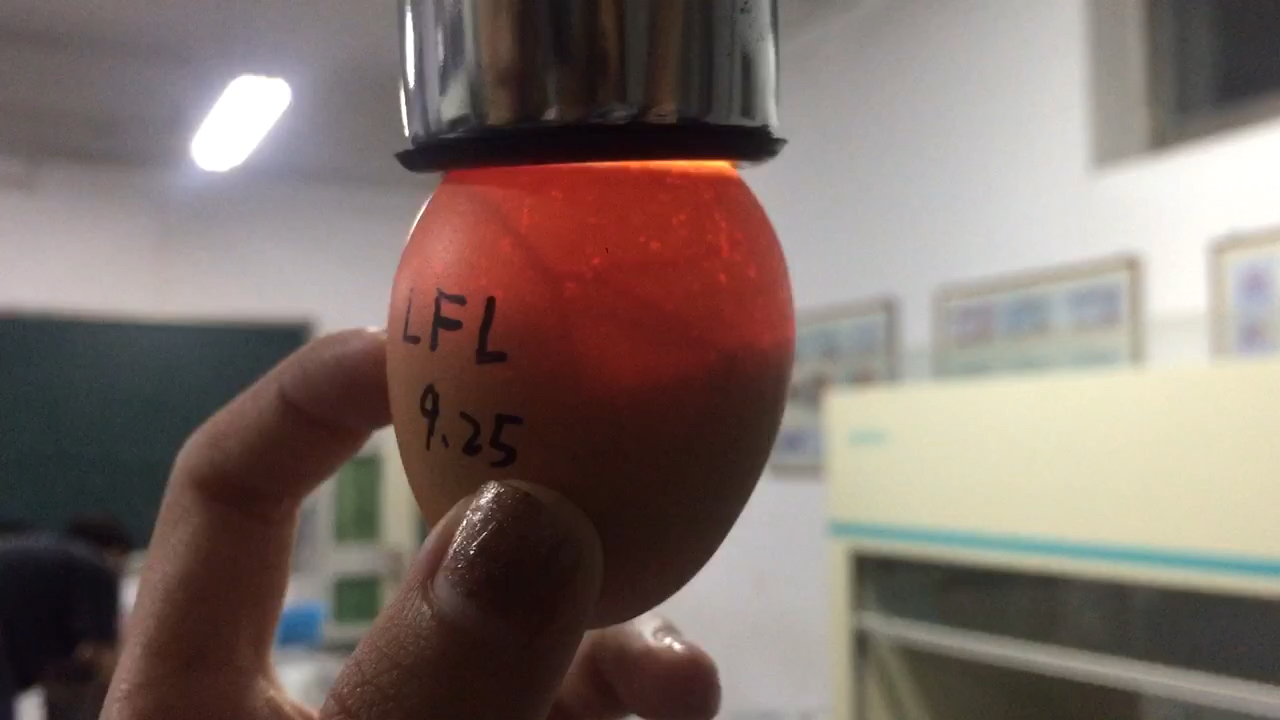 鸡胚培养病毒实验